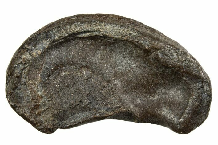 Large Fossil Whale Ear Bone - South Carolina #340182